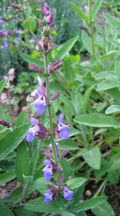Salvia-officinalis-e1377586161723